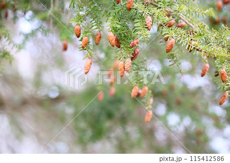 ツガの実 115412586