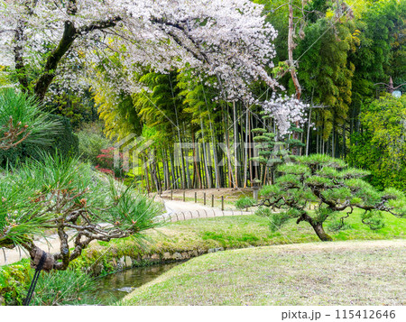 春の岡山 後楽園の趣深い景色 満開の桜と園路 春の岡山 後楽園の趣深い景色 満開の桜と園路 115412646