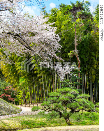 春の岡山 後楽園の趣深い景色 満開の桜と園路 春の岡山 後楽園の趣深い景色 満開の桜と園路 115412649