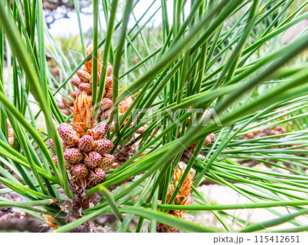 春の岡山　後楽園の趣深い景色　新緑の松葉 115412651