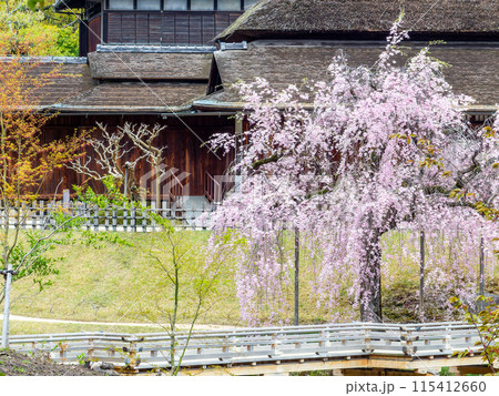 春の岡山　後楽園の趣深い景色　桜咲く栄唱橋と延養亭 115412660