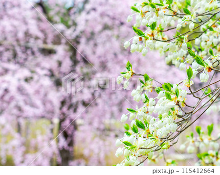 春の岡山　後楽園の趣深い景色　ドウダンツツジと桜 115412664