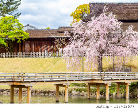 春の岡山　後楽園の趣深い景色　桜咲く栄唱橋と延養亭 115412677