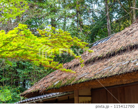 春の岡山　後楽園の趣深い景色　新緑と茂松庵 115412700