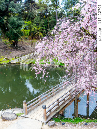 春の岡山 後楽園の趣深い景色 満開の枝垂れ桜と栄唱橋 春の岡山 後楽園の趣深い景色 満開の枝垂れ桜と栄唱橋 115412701