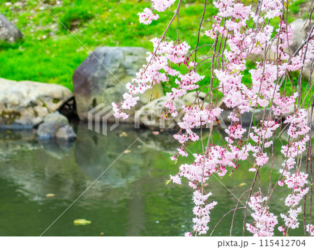 春の岡山 後楽園の趣深い景色 花葉の池と満開の枝垂れ桜 春の岡山 後楽園の趣深い景色 花葉の池と満開の枝垂れ桜 115412704