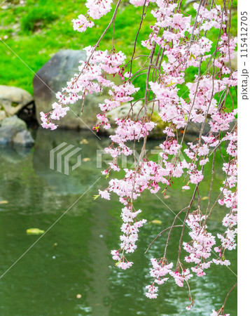 春の岡山 後楽園の趣深い景色 花葉の池と満開の枝垂れ桜 春の岡山 後楽園の趣深い景色 花葉の池と満開の枝垂れ桜 115412705