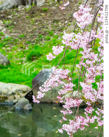 春の岡山 後楽園の趣深い景色 花葉の池と満開の枝垂れ桜 春の岡山 後楽園の趣深い景色 花葉の池と満開の枝垂れ桜 115412706