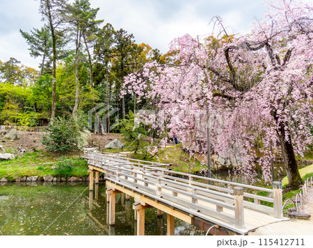 春の岡山　後楽園の趣深い景色　満開の枝垂れ桜と栄唱橋 115412711