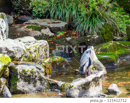 春の岡山　後楽園の趣深い景色　花葉の池の流れに佇むアオサギ 115412712