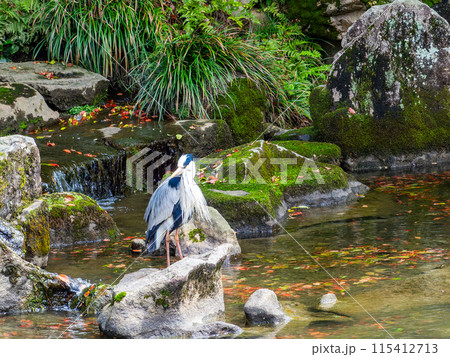 春の岡山 後楽園の趣深い景色 花葉の池の流れに佇むアオサギ 春の岡山 後楽園の趣深い景色 花葉の池の流れに佇むアオサギ 115412713