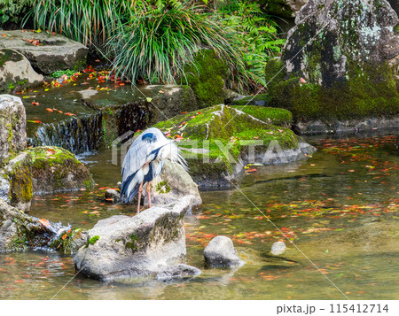春の岡山　後楽園の趣深い景色　花葉の池の流れに佇むアオサギ 115412714