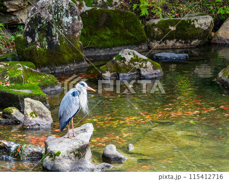 春の岡山 後楽園の趣深い景色 花葉の池の流れに佇むアオサギ 春の岡山 後楽園の趣深い景色 花葉の池の流れに佇むアオサギ 115412716