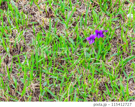 春の岡山　後楽園の趣深い景色　芝生に芽生えかわい紫の花 115412727