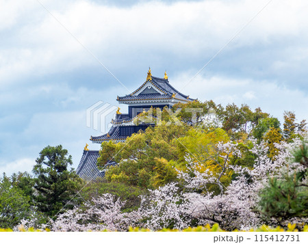 春の岡山 後楽園の趣深い景色 満開の桜とラスボス感漂う岡山城 春の岡山 後楽園の趣深い景色 満開の桜とラスボス感漂う岡山城 115412731