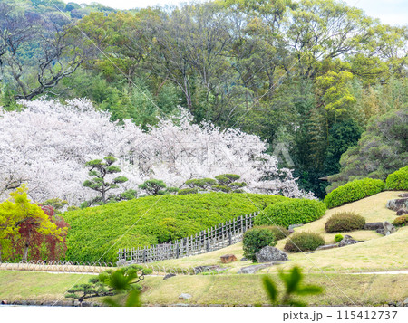 春の岡山 後楽園の趣深い景色 満開の桜と唯心山 春の岡山 後楽園の趣深い景色 満開の桜と唯心山 115412737