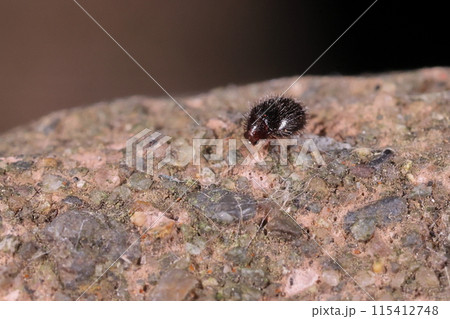 生き物 昆虫 チビケカツオブシムシ、五月の雑木林。遊歩道の柵の上で見つけました 生き物 昆虫 チビケカツオブシムシ、五月の雑木林。遊歩道の柵の上で見つけました 115412748