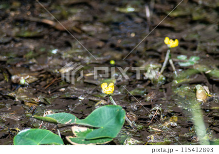 絶滅危惧種のヒメコウホネ 絶滅危惧種のヒメコウホネ 115412893
