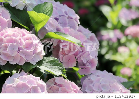 ピンクの紫陽花の花 ピンクの紫陽花の花 115412917