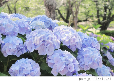満開に咲く梅雨の水色の紫陽花 115412921