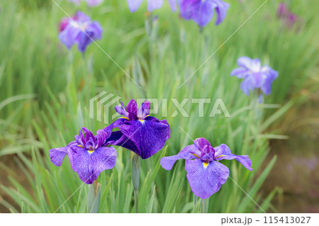 色とりどりに咲き人々の心を癒し続ける菖蒲の花たち 色とりどりに咲き人々の心を癒し続ける菖蒲の花たち 115413027