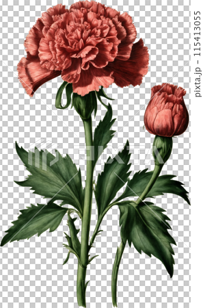 Vintage carnation illustration 115413055