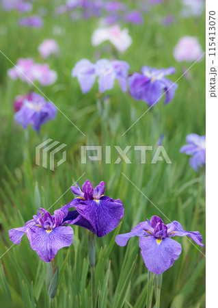 色とりどりに咲き人々の心を癒し続ける菖蒲の花たち 色とりどりに咲き人々の心を癒し続ける菖蒲の花たち 115413070