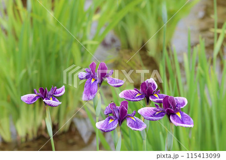 色とりどりに咲き人々の心を癒し続ける菖蒲の花たち 色とりどりに咲き人々の心を癒し続ける菖蒲の花たち 115413099