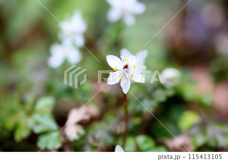 バイカオウレンの花 115413105