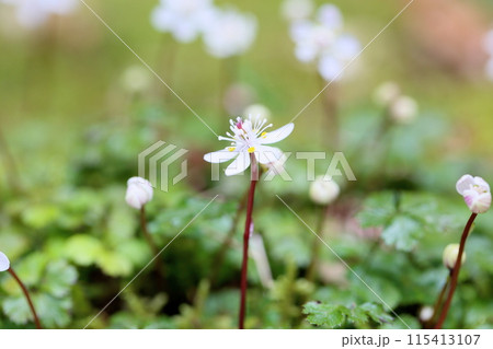バイカオウレンの花 バイカオウレンの花 115413107