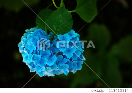 青く輝く紫陽花の花 115413114