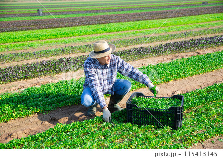 Workman harvesting green corn salad on farm field 115413145