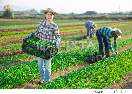 Successful female horticulturist with harvested corn salad on plantation 115413183