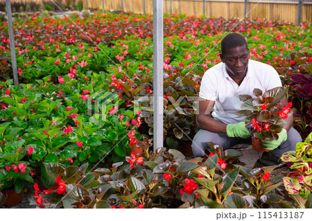 Male African American florist examining begonia seedlings Male African American florist examining begonia seedlings 115413187