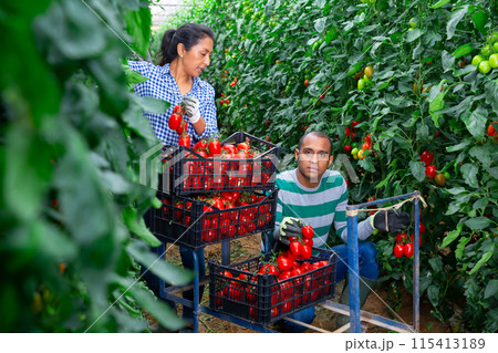 Latin american couple of gardeners harvesting tomatoes in greenhouse Latin american couple of gardeners harvesting tomatoes in greenhouse 115413189