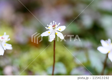 バイカオウレンの花 115413192