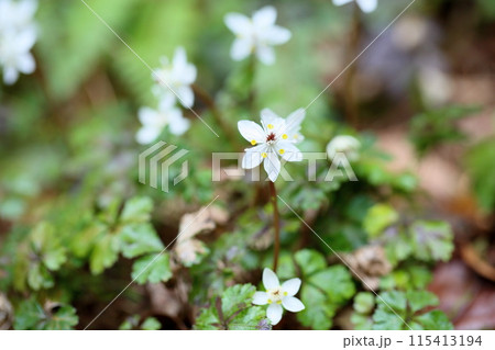バイカオウレンの花 バイカオウレンの花 115413194