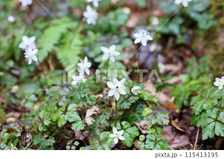 バイカオウレンの花 115413195