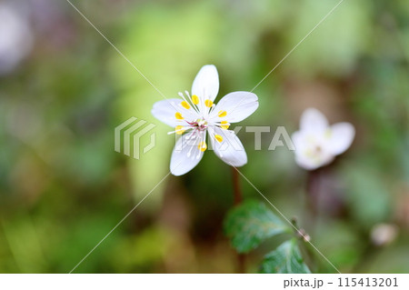 バイカオウレンの花 バイカオウレンの花 115413201