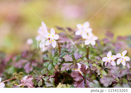 バイカオウレンの花 バイカオウレンの花 115413203