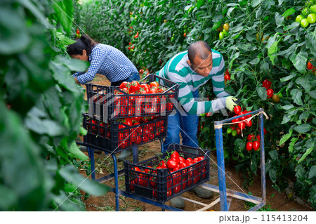 Latin american couple of gardeners harvesting tomatoes in greenhouse 115413204