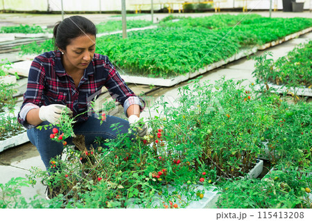 Latina gardener preparing grape tomato seedlings for planting Latina gardener preparing grape tomato seedlings for planting 115413208