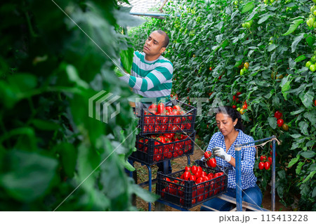 Hispanic horticulturists harvesting red tomatoes in greenhouse 115413228