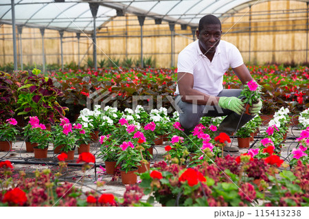 African american florist arranging potted Catharanthus roseus 115413238