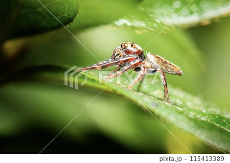 Black-thighed Jumping Spider 115413389