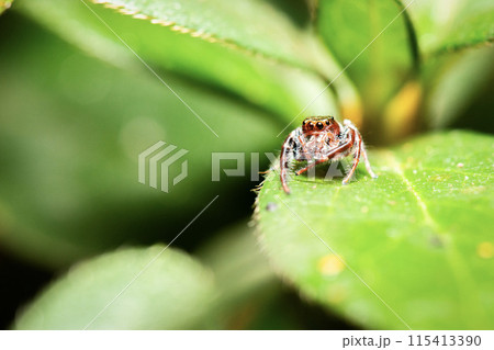 Black-thighed Jumping Spider 115413390