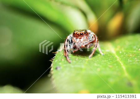 Black-thighed Jumping Spider 115413391