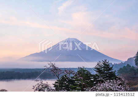 子抱き富士と桜、精進湖 子抱き富士と桜、精進湖 115413512