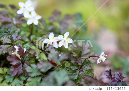 バイカオウレンの花 バイカオウレンの花 115413623