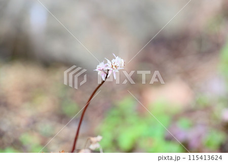 セリバオウレンの花 115413624